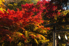 鳥居に映える