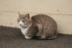 白壁の前にて