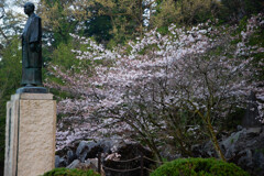 壇下の桜