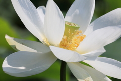 白いドレスの花嫁