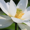 白いドレスの花嫁