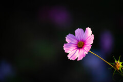 一輪の花