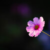 一輪の花