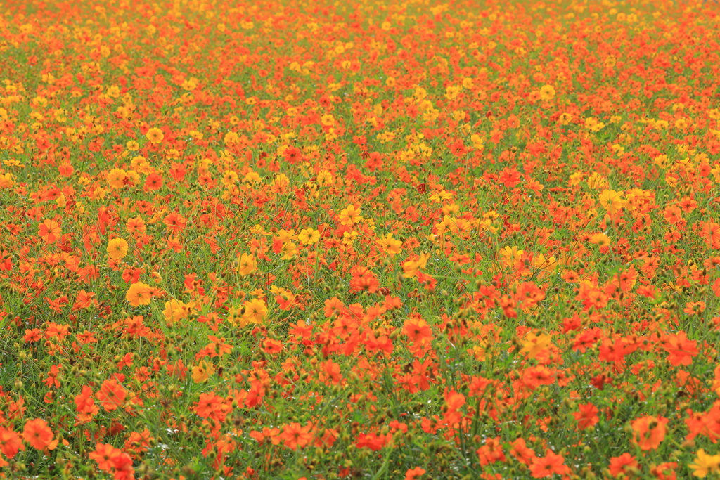花絨毯