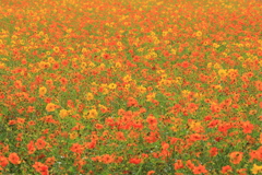 花絨毯