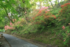 ツツジの咲き乱れる参道