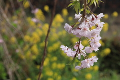 菜の花とのコラボ