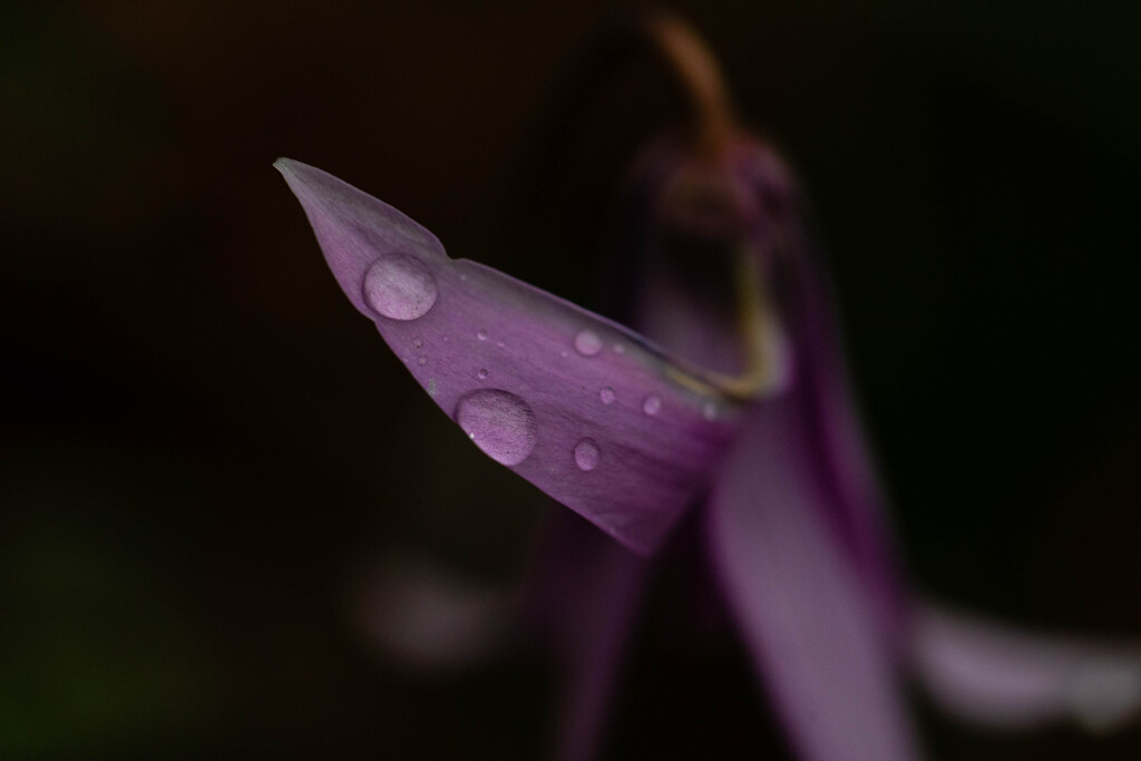 紫の雫