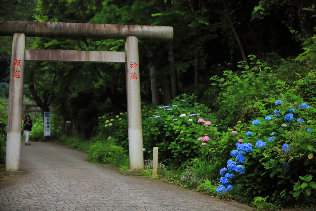 彩りを添える鳥居