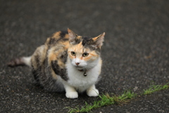 様子をうかがう