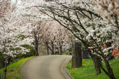 春の散歩道