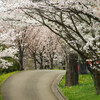 春の散歩道