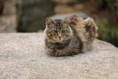 石の上にて