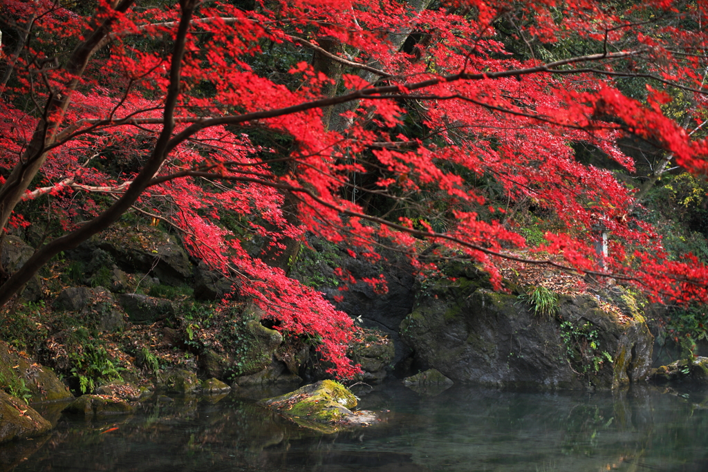 最後の紅葉