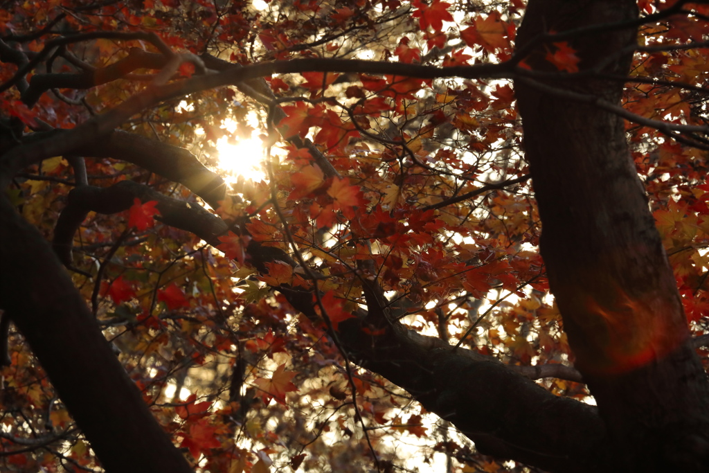 朝日と紅葉