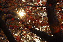朝日と紅葉