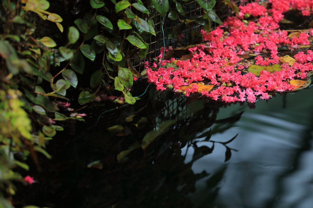 漂う紅色