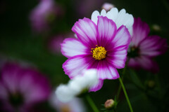 呼びかけ 呼びかけ