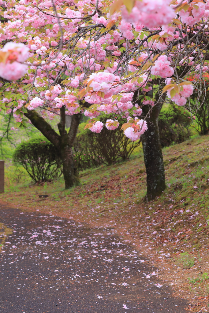 桜散る散歩道　その２