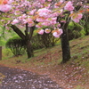 桜散る散歩道　その２