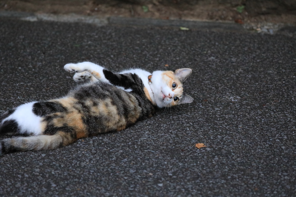 ごろにゃん