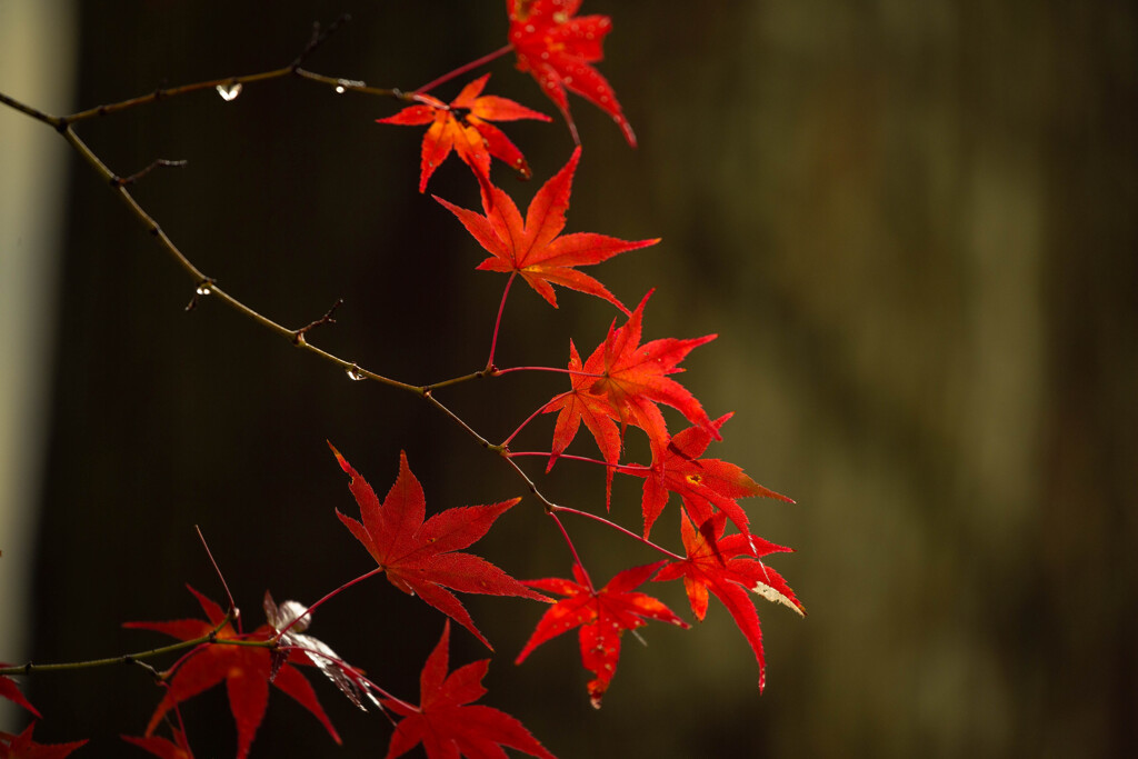 紅の輝き