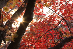 朝日の差し込む紅葉