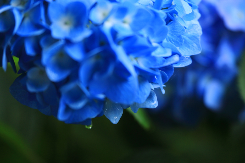 雨後の紫陽花