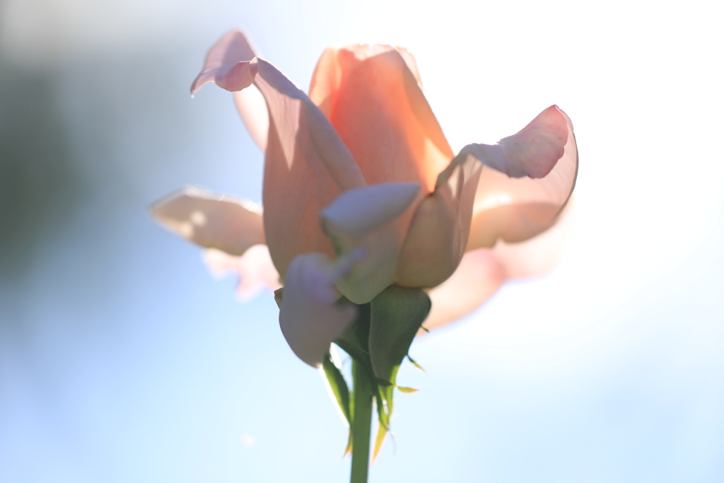 陽射しを受けて