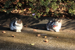 ひなたぼっこ
