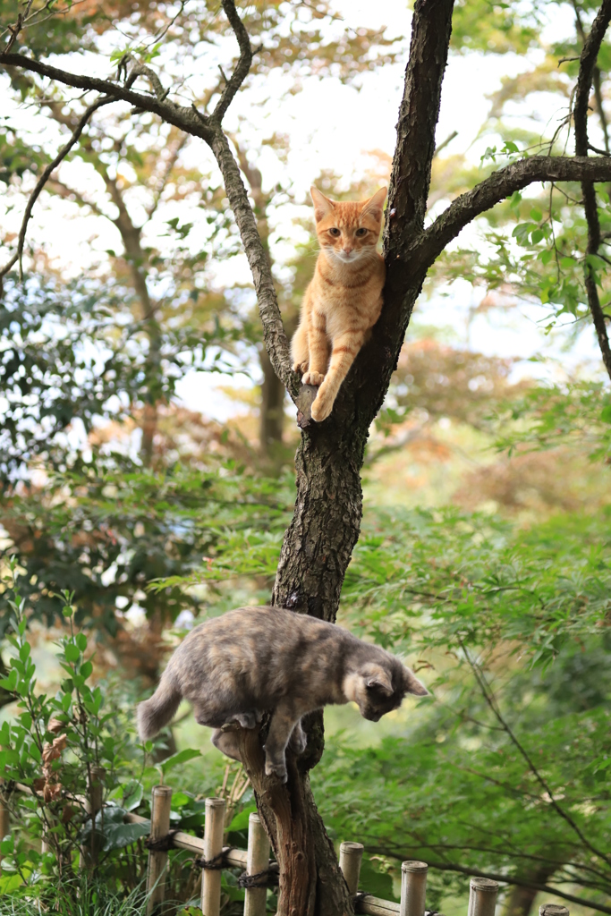 木登り