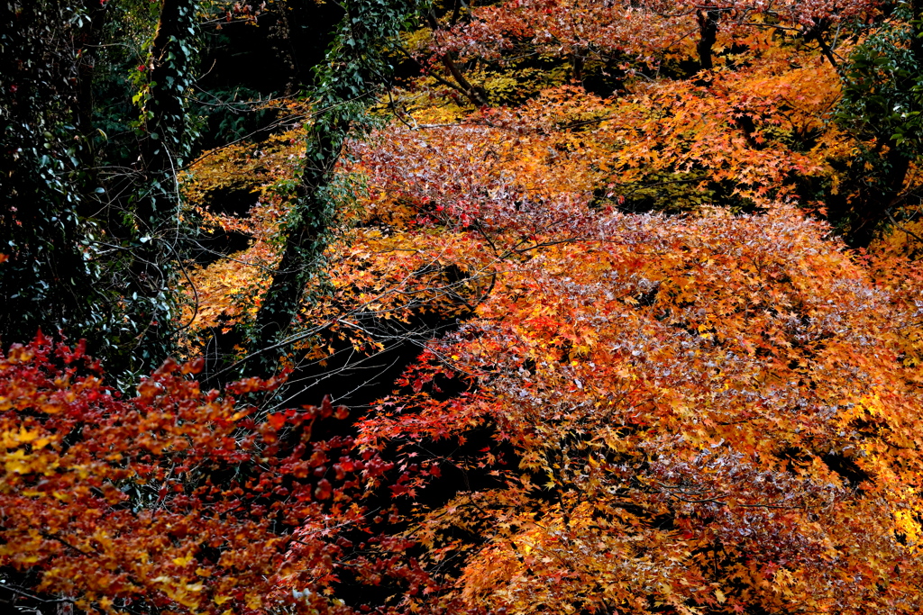 紅葉の絨毯