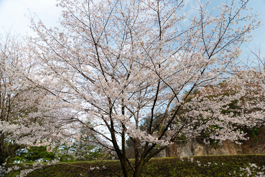 春の風