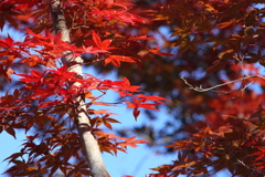 紅葉　その４