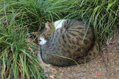 草むらにて