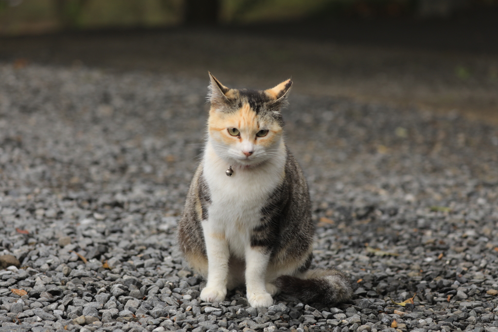 砂利の上にて