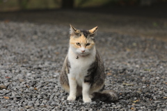砂利の上にて