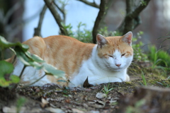 草陰にて