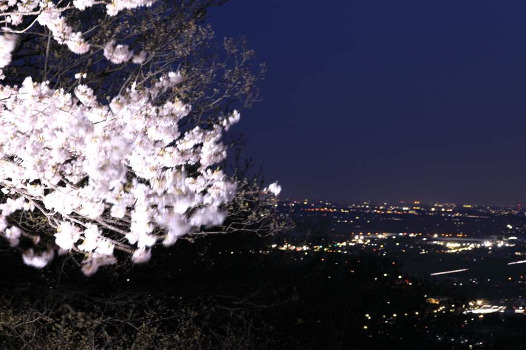 夜景と桜
