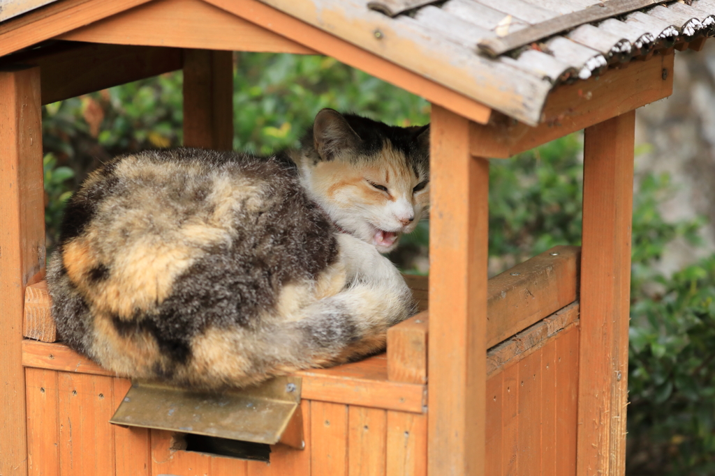 よく寝たニャー