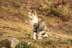 岩の上にて 岩の上にて