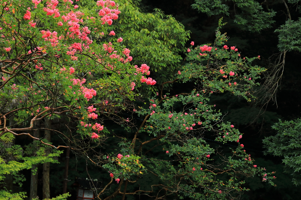 百日紅舞う