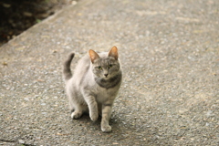 ごあいさつ