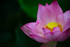 華やか