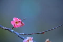 たおやかな華やぎ