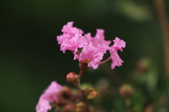 薄紅色の憧れⅱ