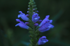 希望