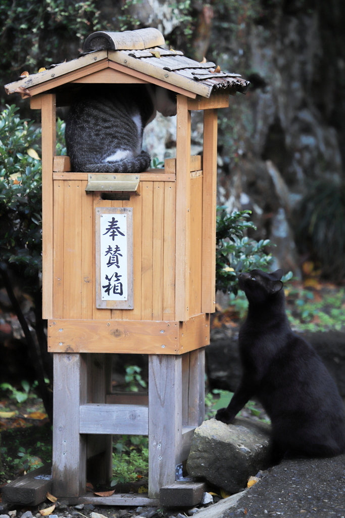 黒猫の求愛