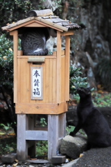 黒猫の求愛