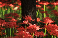 千紫万紅